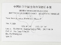 蠔韌革菌藏品圖，第3張