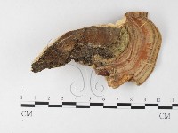 登錄號:F0026181藏品圖，第1張