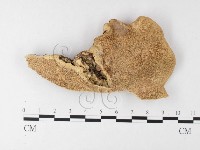 登錄號:F0026181藏品圖，第4張