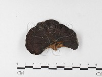 登錄號:F0026182藏品圖，第4張