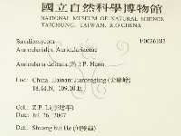 皺木耳藏品圖，第2張