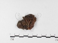 皺木耳藏品圖，第1張