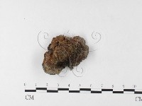 皺木耳藏品圖，第4張