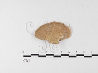 登錄號:F0026184藏品圖，第4張