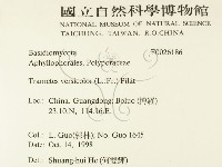 雲芝藏品圖，第2張