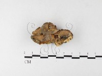 登錄號:F0026194藏品圖，第1張