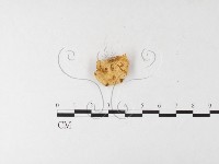 登錄號:F0026196藏品圖，第4張