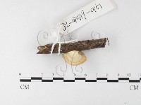 登錄號:F0026197藏品圖，第4張