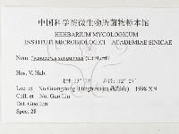 血紅密孔菌藏品圖，第3張