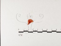 血紅密孔菌藏品圖，第1張