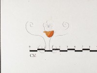 血紅密孔菌藏品圖，第4張