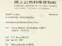 毛木耳藏品圖，第2張