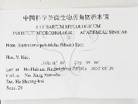 毛木耳藏品圖，第3張