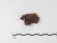 登錄號:F0026200藏品圖，第4張