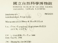 相鄰小孔菌藏品圖，第2張