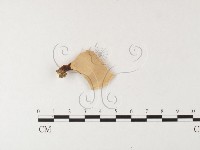 相鄰小孔菌藏品圖，第5張