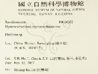 木層孔菌屬藏品圖，第2張