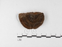 木層孔菌屬藏品圖，第4張