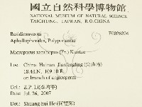 黄柄小孔菌藏品圖，第2張