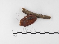 黄柄小孔菌藏品圖，第1張