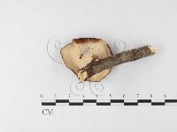 黄柄小孔菌藏品圖，第4張