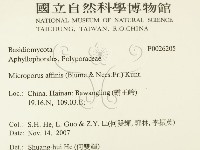 相鄰小孔菌藏品圖，第2張