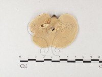相鄰小孔菌藏品圖，第4張