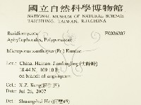 黄柄小孔菌藏品圖，第2張