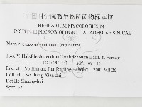 黄柄小孔菌藏品圖，第3張