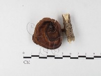 黄柄小孔菌藏品圖，第1張