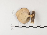 黄柄小孔菌藏品圖，第4張