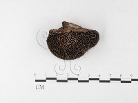 登錄號:F0026209藏品圖，第1張