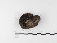 登錄號:F0026209藏品圖，第4張