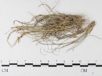 登錄號:F0026210藏品圖，第1張