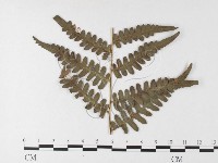 登錄號:F0026211藏品圖，第4張