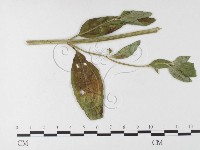 登錄號:F0026215藏品圖，第4張