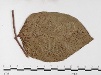 登錄號:F0026216藏品圖，第4張