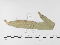 登錄號:F0026217藏品圖，第4張