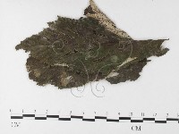 登錄號:F0026218藏品圖，第4張