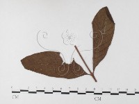 登錄號:F0026221藏品圖，第1張