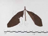 登錄號:F0026221藏品圖，第4張