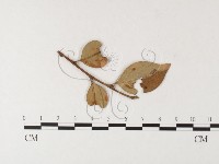 登錄號:F0026222藏品圖，第1張