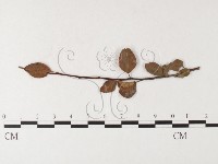 登錄號:F0026223藏品圖，第1張
