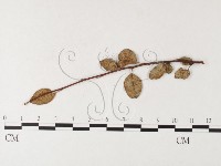 登錄號:F0026223藏品圖，第4張
