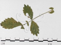 登錄號:F0026224藏品圖，第4張