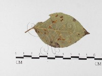 登錄號:F0026225藏品圖，第1張