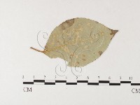 登錄號:F0026225藏品圖，第4張