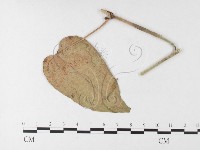 登錄號:F0026226藏品圖，第1張