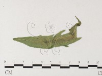 登錄號:F0026227藏品圖，第1張