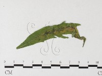 登錄號:F0026227藏品圖，第4張